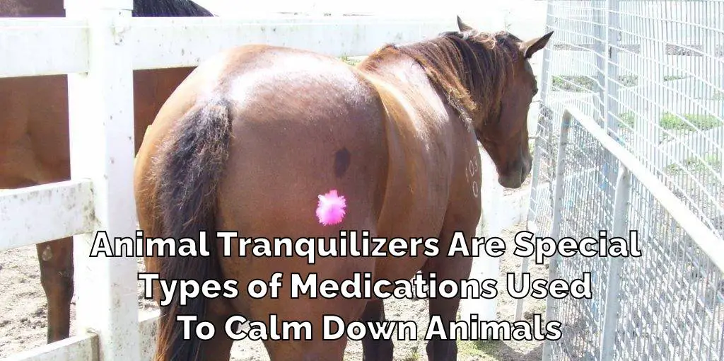 Animal Tranquilizers Are Special 
Types of Medications Used 
To Calm Down Animals